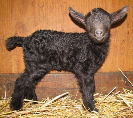 Pygora goats at: www.hawksmtnranch.com